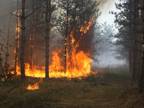 З початку весни у лісопаркових зонах Києва зафіксовано 11 пожеж (аудіо)