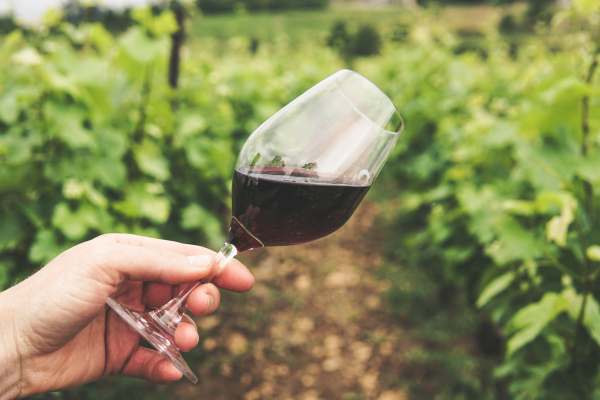 Як правильно обрати вино і насолоджуватися його смаком: секрети сомельє