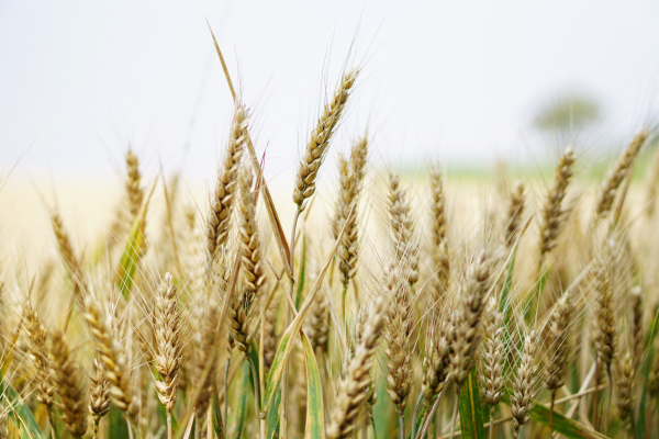 Україна пропонує створити "зернову ОПЕК": у Мінагро пояснили, чи буде дефіцит продуктів 