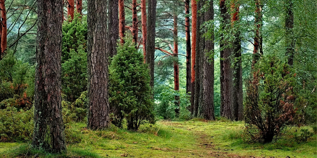 "Треба повністю вбити попит на нелегальну деревину" — Болоховець про цифровізацію лісової галузі
